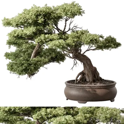 Bonsai Tree In Ceramic Pot 3d model