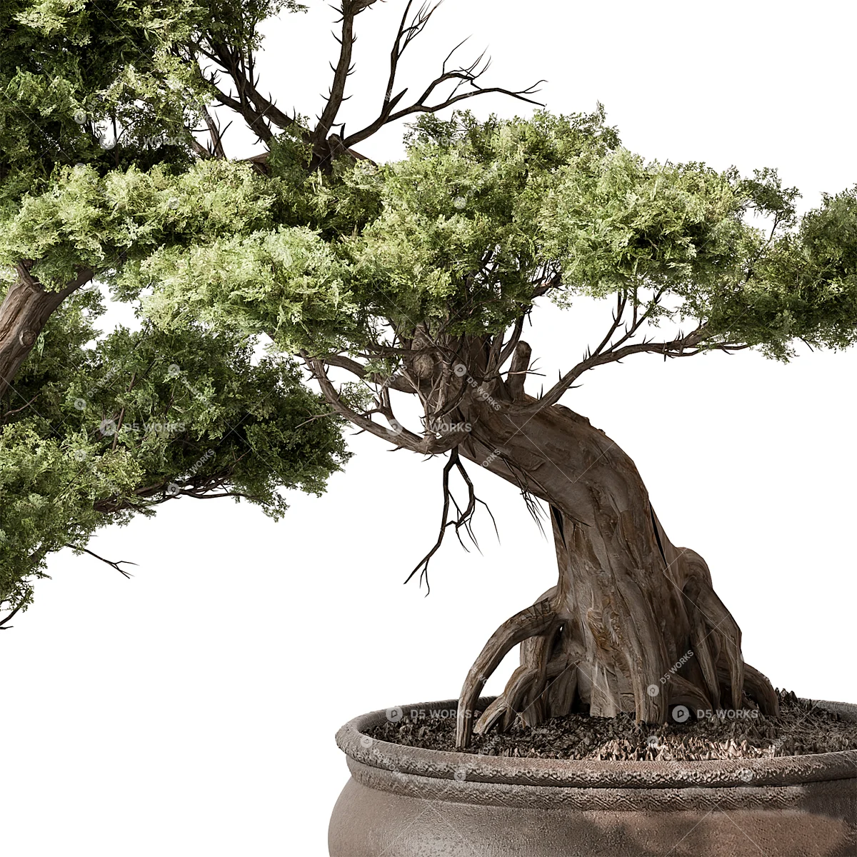Bonsai Tree In Ceramic Pot 3d model thumbnail 2