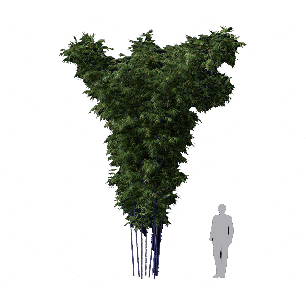 Other Botanicals 3D Models