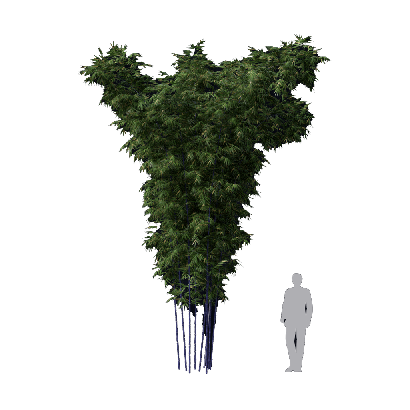 Bamboo Bambusa lako 03