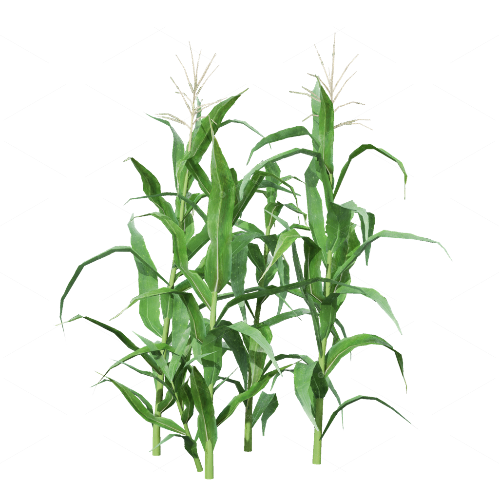 Crops 3D Models