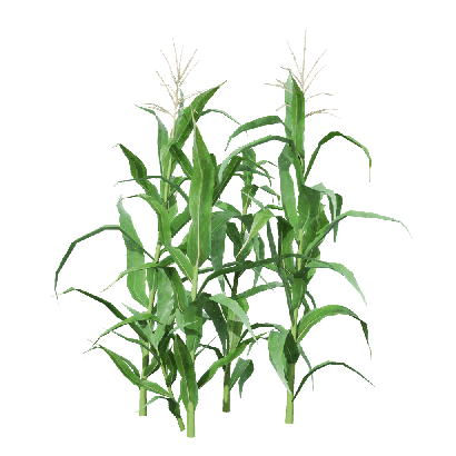 Crops Zea mays 05