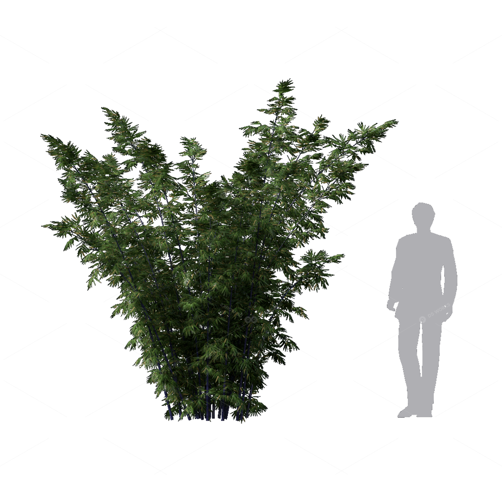 Other Botanicals 3D Models