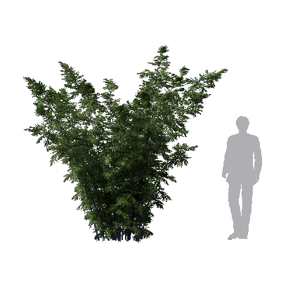 Bamboo Bambusa lako 01