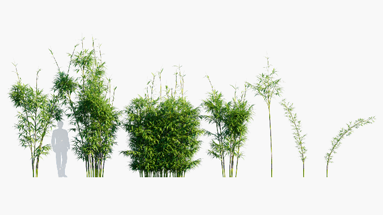 Modern Bamboo