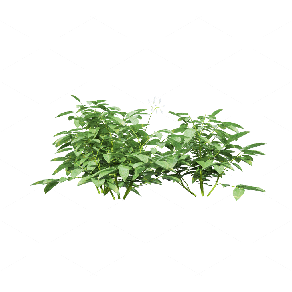 Crops 3D Models