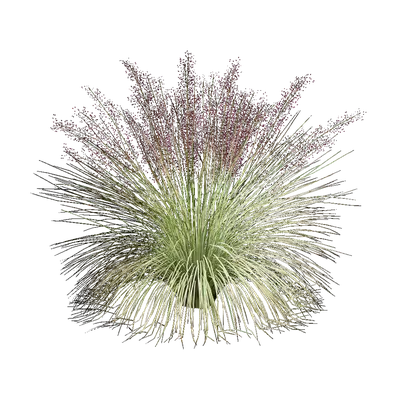 Muhlenbergia capillaris 04