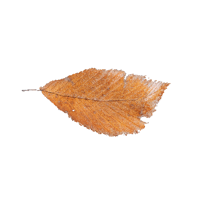 Other Plants leaf 64