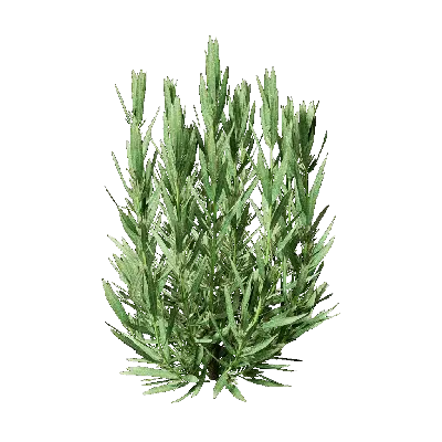 Lavandula stoechas 01