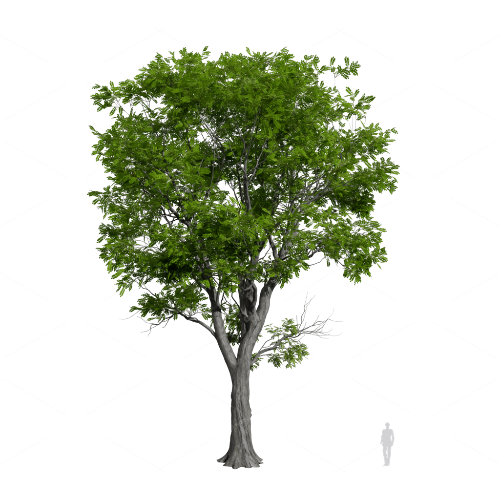 Broadleaf Tree Robinia pseudoacacia 03