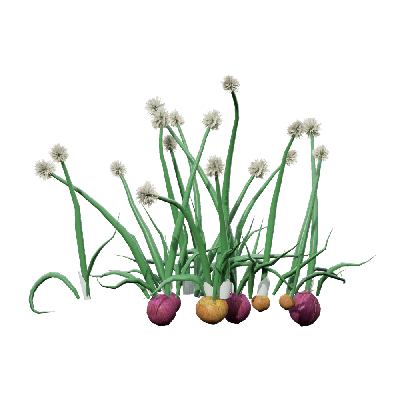 Crops Allium cepa 09