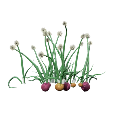Allium cepa 09