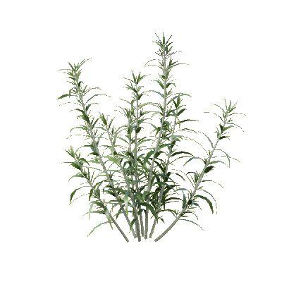 Grass Mexican Bush Sage 01