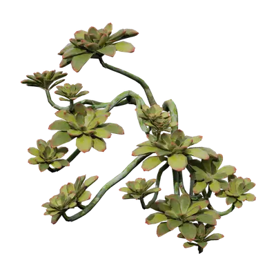 Echeveria brave 06