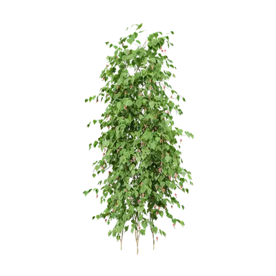 Abutilon megapotamicum 07