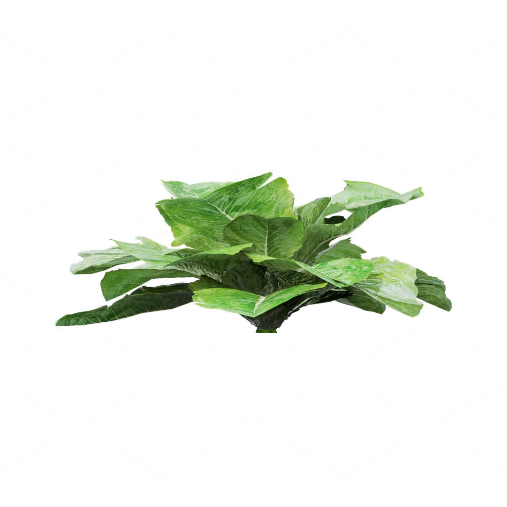 Crops 3D Models