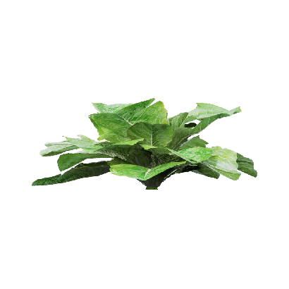 Crops Lactuca sativa 07