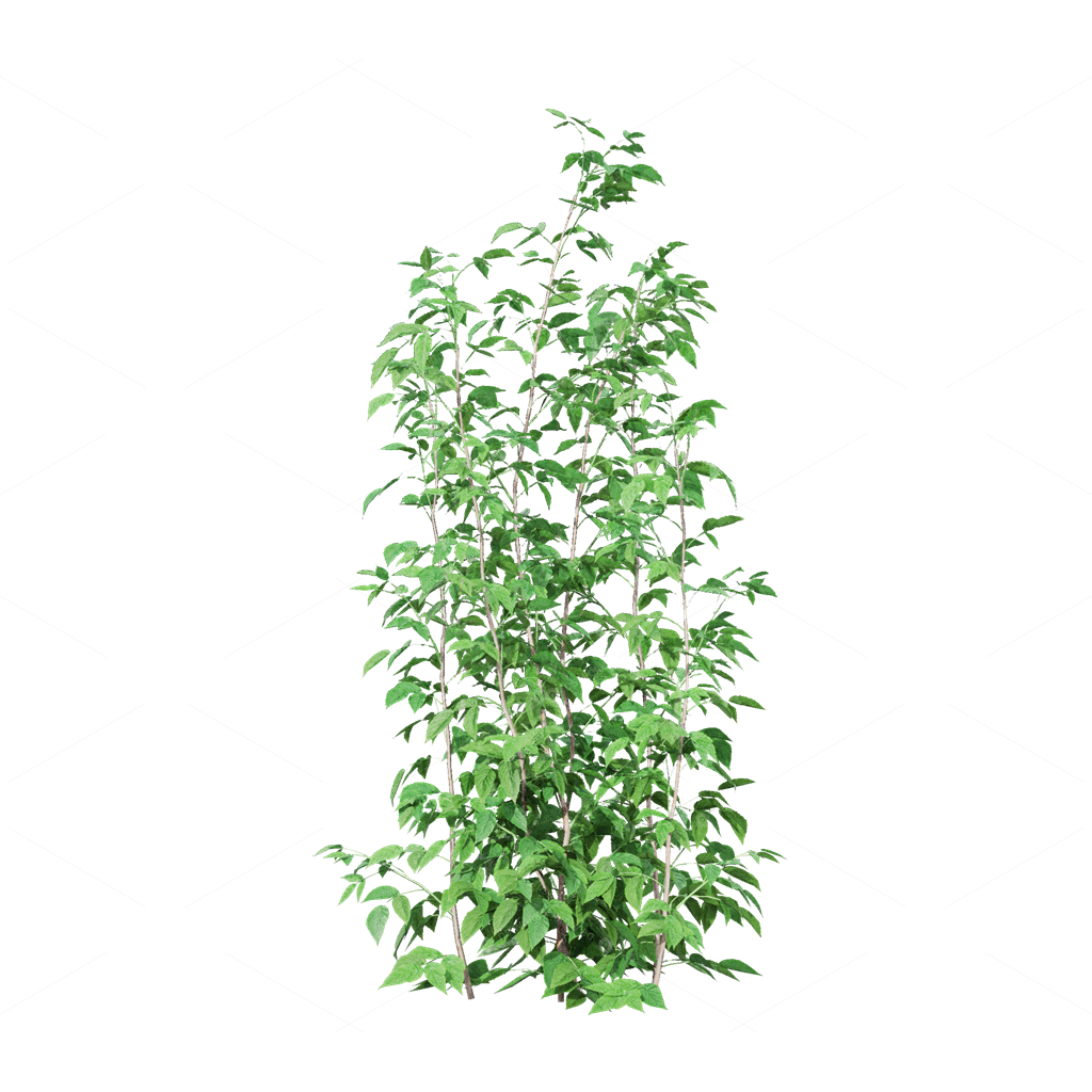 Crops 3D Models