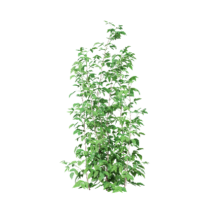 Crops Rubus idaeus 07