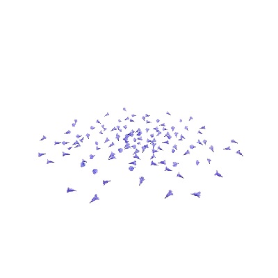 Jacaranda blossom petals