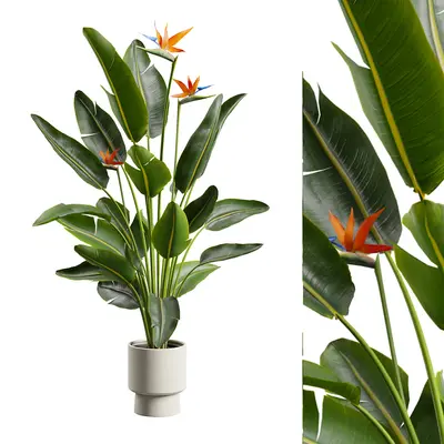 Bird Of Paradise Potted Plant 3d model