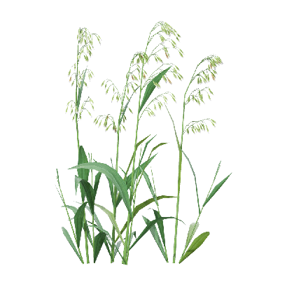 Crops Avena sativa 02