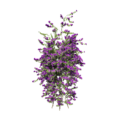 Climbing Plants Bougainvillea glabra 09