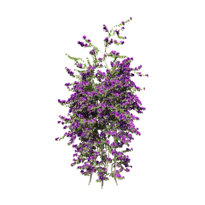 Bougainvillea glabra 09