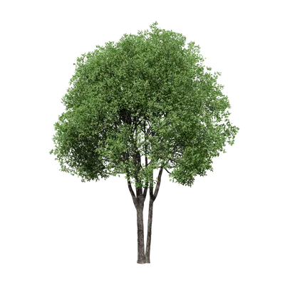 Cinnamomum camphora clump 01