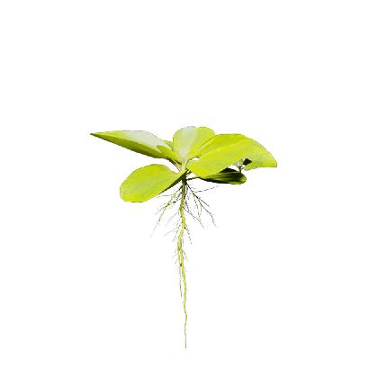 Aquatic Plants Pistia stratiotes 01