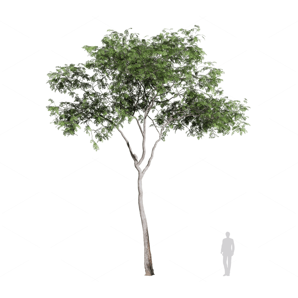 Trees 3D Models