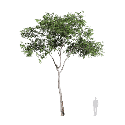 Broadleaf Tree Broadleaf 35