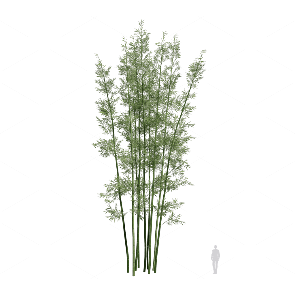 Other Botanicals 3D Models