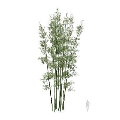 Bamboo Bambusoideae 02