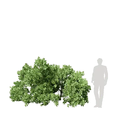 Garcinia subelliptica 01