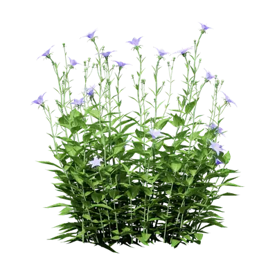 Platycodon grandiflorus 01