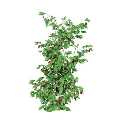 Crops Rubus idaeus 08