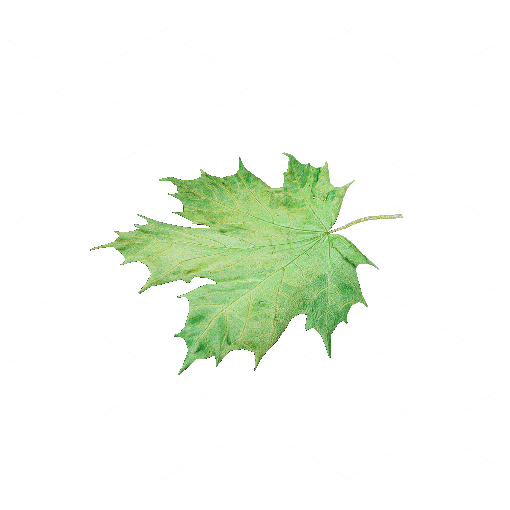 Other Botanicals 3D Models