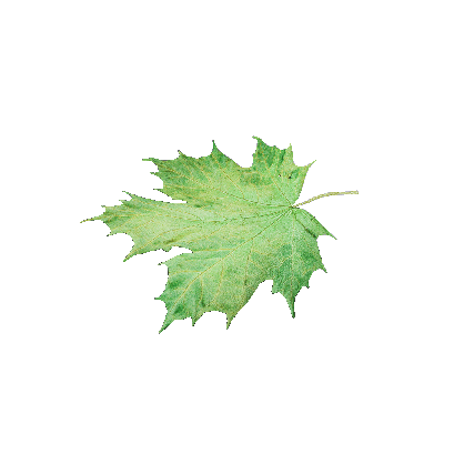 Other Plants leaf 16 