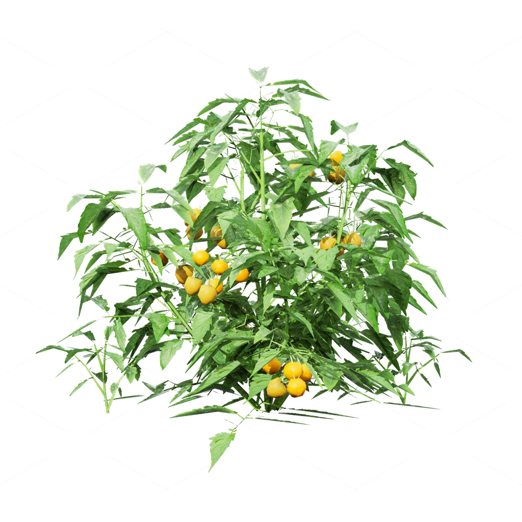 Crops 3D Models