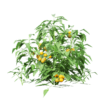 Crops Solanum lycopersicum 04