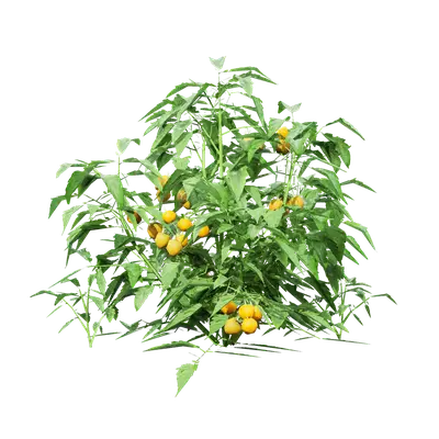 Solanum lycopersicum 04