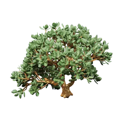 Crassula arborescens 06