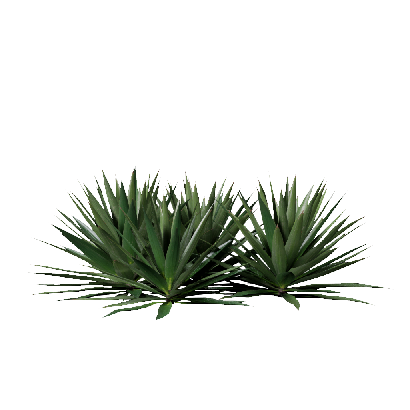 Grass Agave sisalana 06