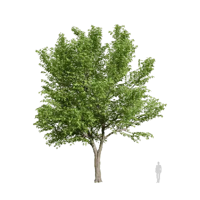 Acer negundo 05 3d model