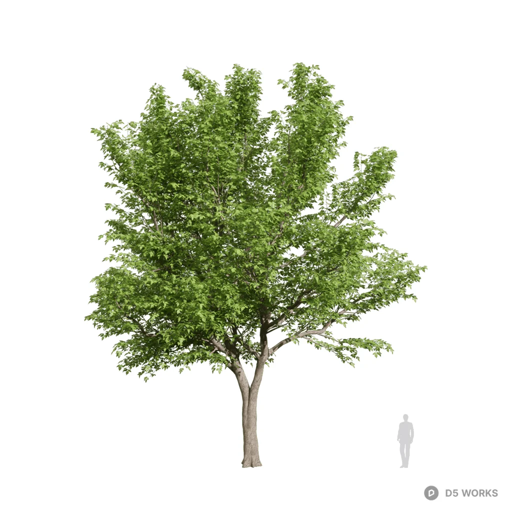 Acer negundo 05 3d model - Image 1