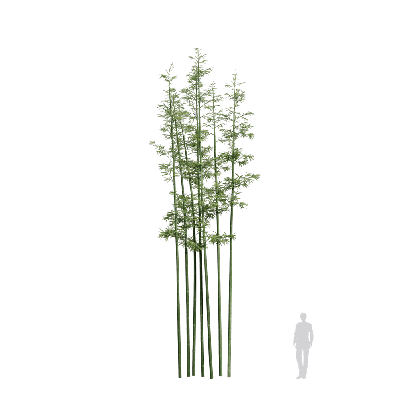 Bamboo Bambusoideae 06