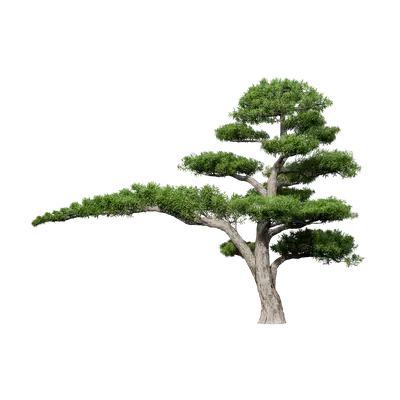 Podocarpus macrophyllus 19