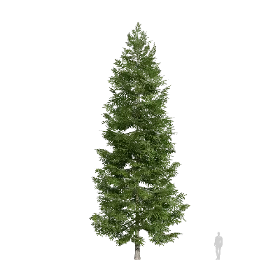 Abies nordmanniana 01 3d model