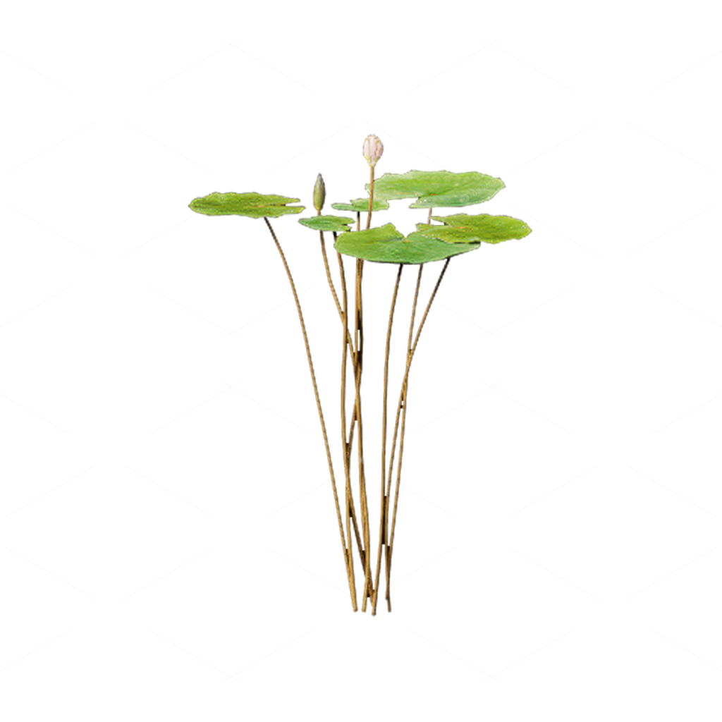 Aquatic Plants 3D Models